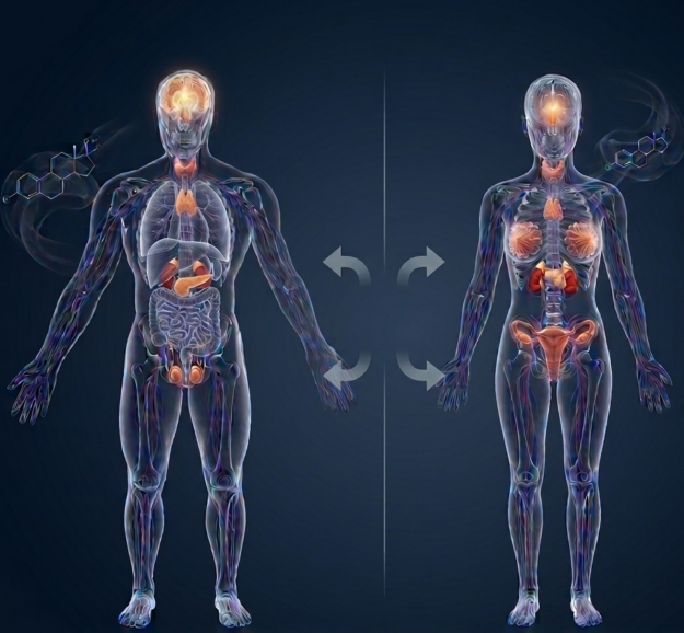 Disruptores endocrinos